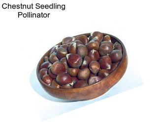 Chestnut Seedling Pollinator