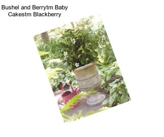 Bushel and Berrytm Baby Cakestm Blackberry