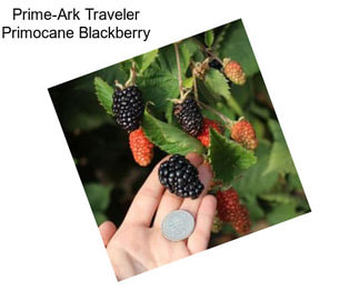 Prime-Ark Traveler Primocane Blackberry