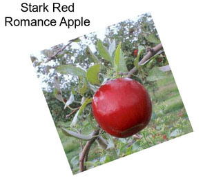 Stark Red Romance Apple