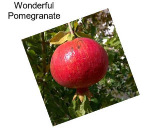 Wonderful Pomegranate