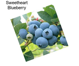 Sweetheart Blueberry