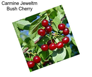 Carmine Jeweltm Bush Cherry