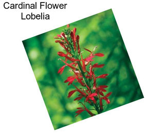 Cardinal Flower Lobelia