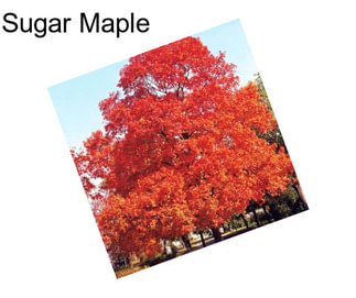 Sugar Maple