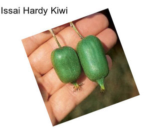 Issai Hardy Kiwi