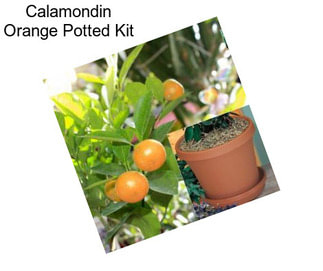 Calamondin Orange Potted Kit