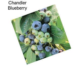 Chandler Blueberry