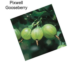 Pixwell Gooseberry