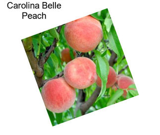 Carolina Belle Peach