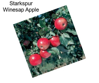 Starkspur Winesap Apple