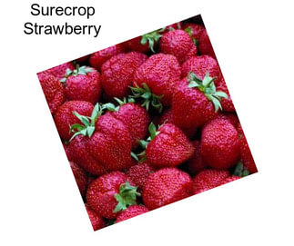 Surecrop Strawberry