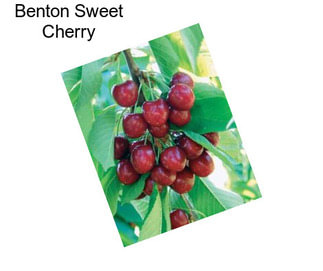 Benton Sweet Cherry