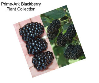 Prime-Ark Blackberry Plant Collection