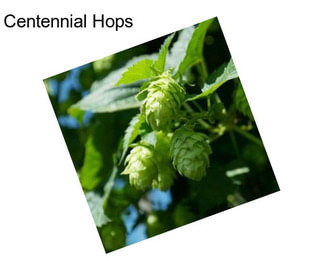 Centennial Hops