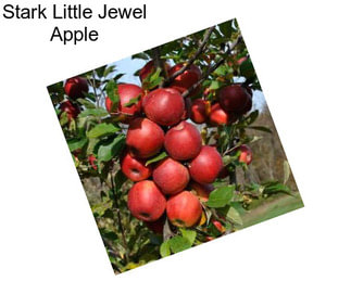 Stark Little Jewel Apple