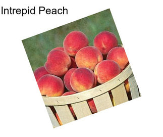 Intrepid Peach