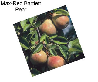 Max-Red Bartlett Pear