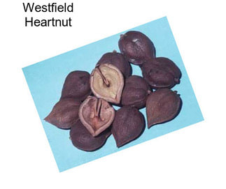 Westfield Heartnut