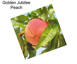 Golden Jubilee Peach