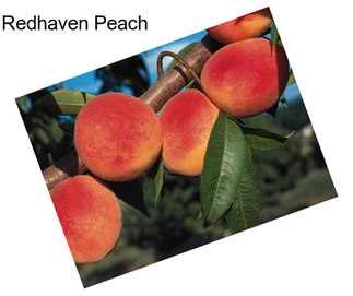 Redhaven Peach