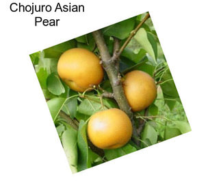 Chojuro Asian Pear