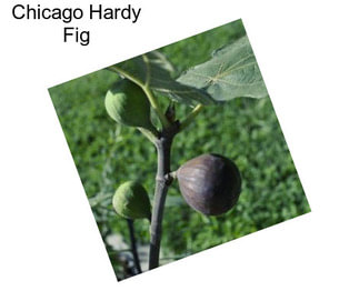 Chicago Hardy Fig