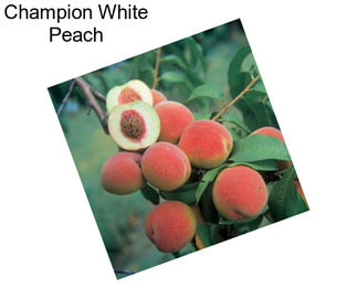 Champion White Peach