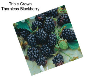 Triple Crown Thornless Blackberry