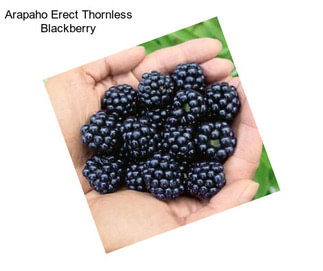 Arapaho Erect Thornless Blackberry