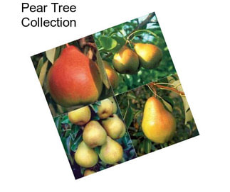 Pear Tree Collection