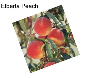 Elberta Peach