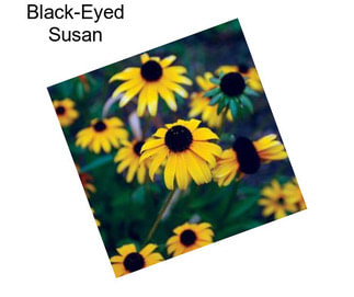 Black-Eyed Susan