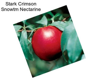 Stark Crimson Snowtm Nectarine
