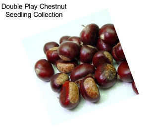 Double Play Chestnut Seedling Collection