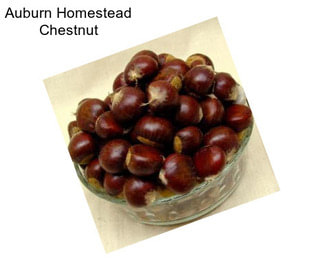 Auburn Homestead Chestnut