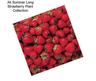 All Summer Long Strawberry Plant Collection