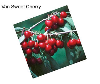 Van Sweet Cherry