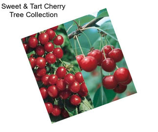 Sweet & Tart Cherry Tree Collection