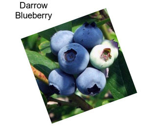 Darrow Blueberry