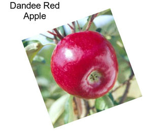 Dandee Red Apple