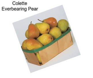 Colette Everbearing Pear