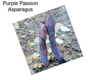 Purple Passion Asparagus