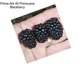 Prime-Ark 45 Primocane Blackberry