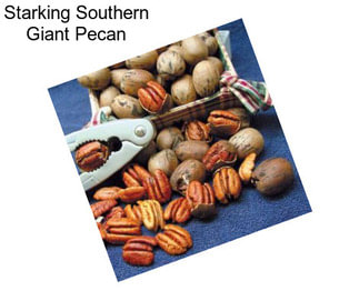 Starking Southern Giant Pecan