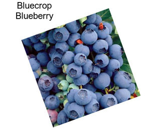 Bluecrop Blueberry