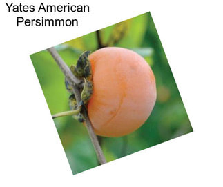 Yates American Persimmon