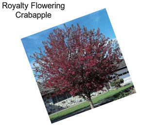 Royalty Flowering Crabapple