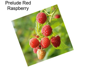 Prelude Red Raspberry