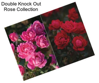 Double Knock Out Rose Collection